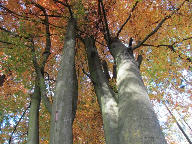 Das herbstliche Blätterdach der Buchen im Gladenbacher Bergland am 22. Oktober