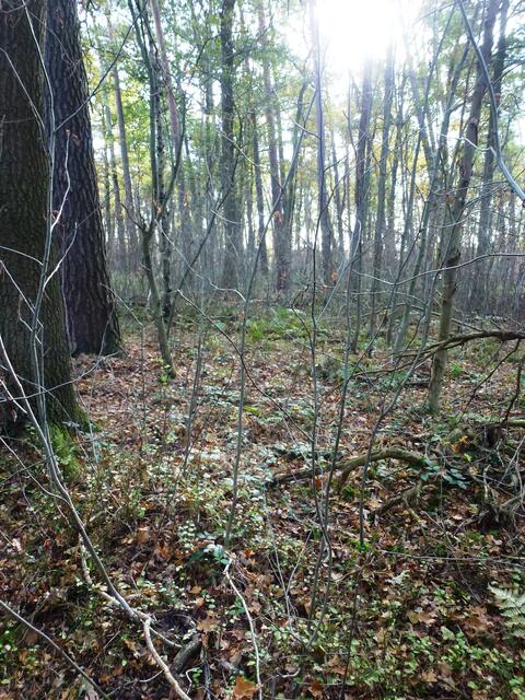 Slalom durch den Wald ;-)