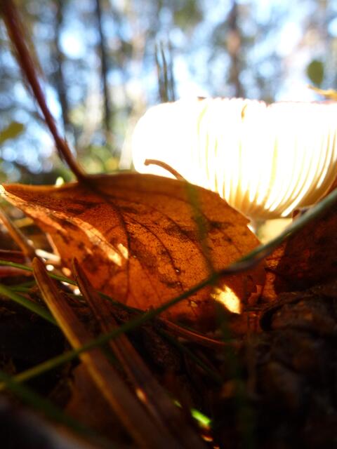 Laub und Pilz