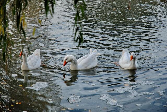 Alle drei von vorne erwischt ...