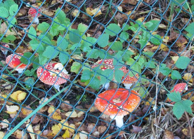 Die eingesperrten Fliegenpilze bei der Pilzwanderung am 7. Oktober gesehen