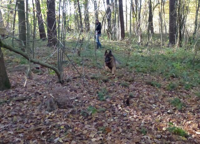 Grace hechtet durch den Wald und hält uns zusammen!