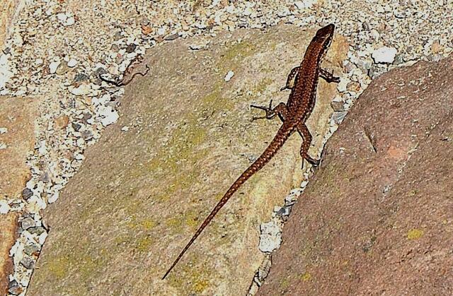 Hat sich gesonnt und gebräunt ......