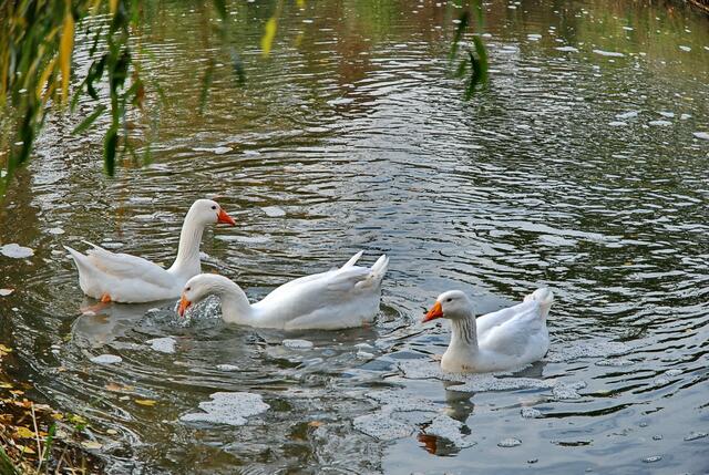 Die letzten Sonnenstrahlen ...
