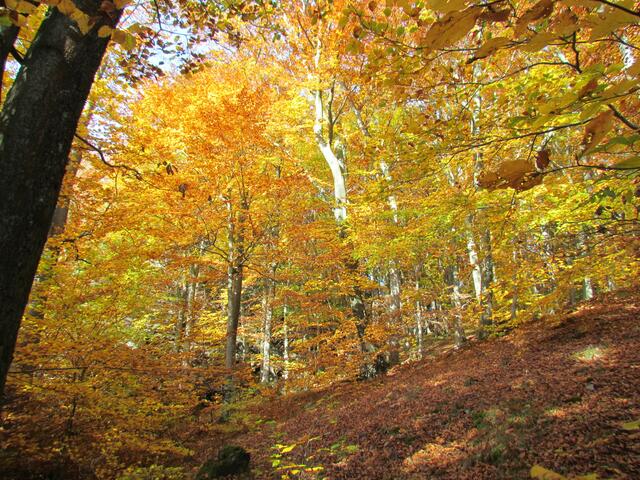 Goldene Oktoberfarben am Rachelshäuser Steinbruch