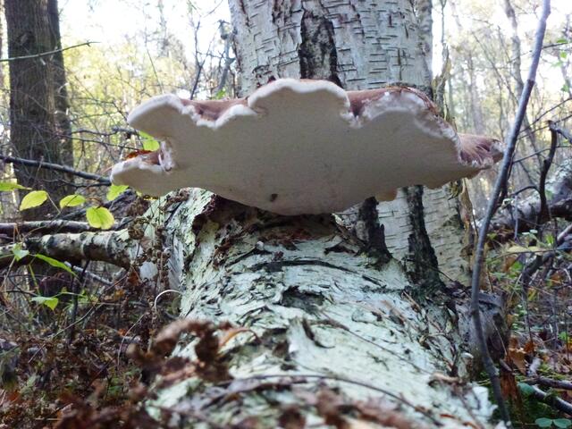 Was ist das???