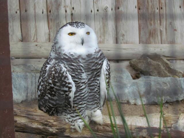 Die Schneeeule im Vogelpark Uckersdorf am 19. Oktober