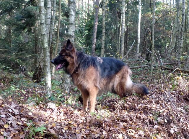 Grace findet den Spaziergang so richtig toll!