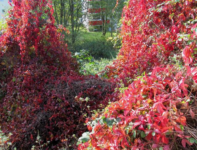 Die herbstlichen Farben vom wilden Wein am 9. Oktober in Gladenbach