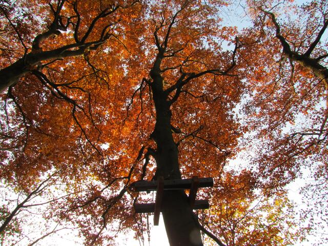Ein herbstliches Buchenblätterdach im Baumkronenpfad am Hoherodskopf
