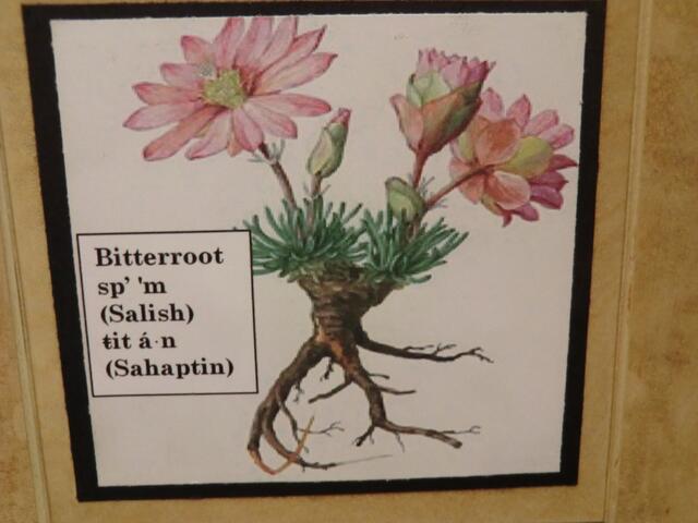 bitterroots