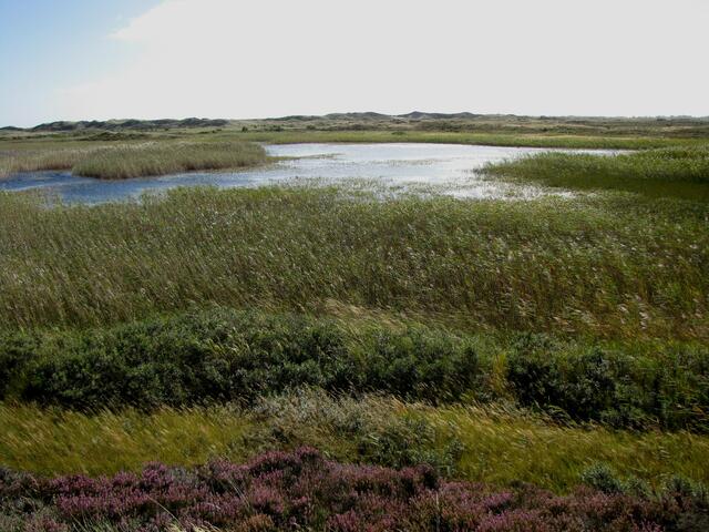 Wasserflächen und Feuchtgebiete südwestlich der großen Düne