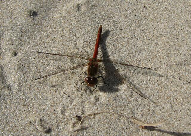 Große Heidelibelle (Sympetrum striolatum) beim Sonnenbad