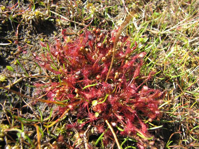 Mittlerer Sonnentau (Drosera intermedia)