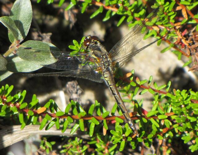 Schwarze Heidelibelle (Sympetrum danae)