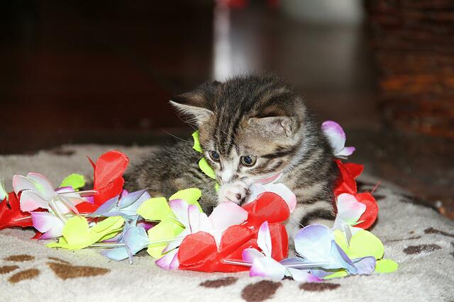 Pepper sucht den Weg nach Hawaii