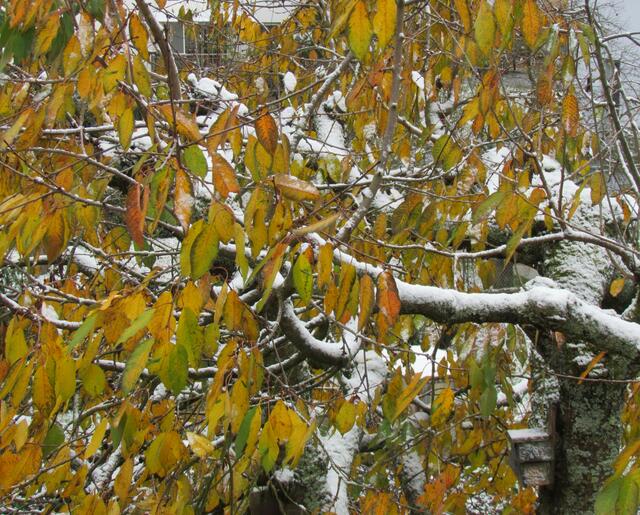 Der erste Schnee und die letzten Herbstblätter am 27. Oktober an unserem Kirschbaum