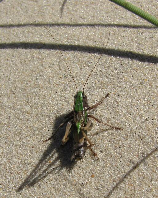 Kurzflügelige Beißschrecke (Metrioptera brachyptera)