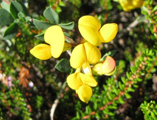 Gewöhnlicher Hornklee (Lotus corniculatus)