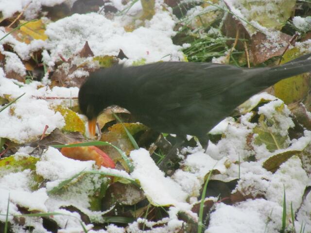 Schnee und Restfutter für diese Amsel am 27. Oktober