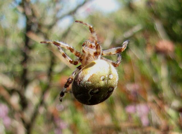 Vierfleckkreuzspinne (Araneus quadratus)