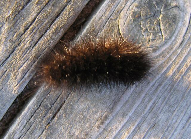 Abendlicher Besuch auf meiner Terrasse: Raupe des Braunen Bären.