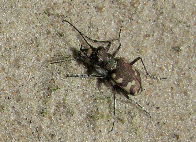 Dünen-Sandlaufkäfer (Cicindela hybrida)