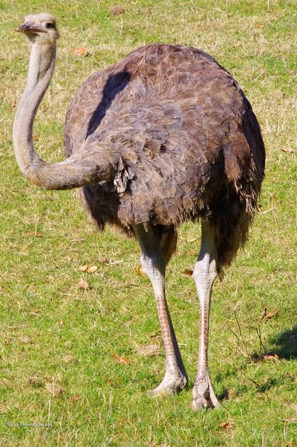 Ein noch recht junger Strauß.
