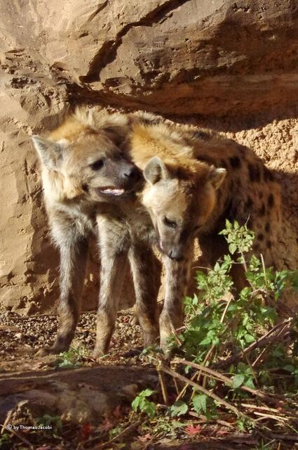 Hyänen sind sehr gesellige Tiere.