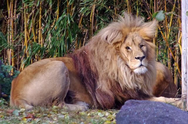 Ja, ihr da. Könnt ihr uns nicht schlafen lassen?