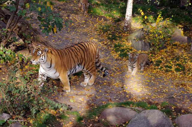 Nee, das ist die Mama.