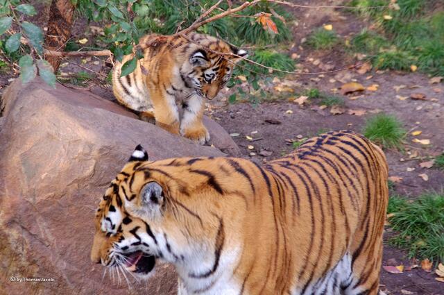 Mami, nimmst du mich mit?