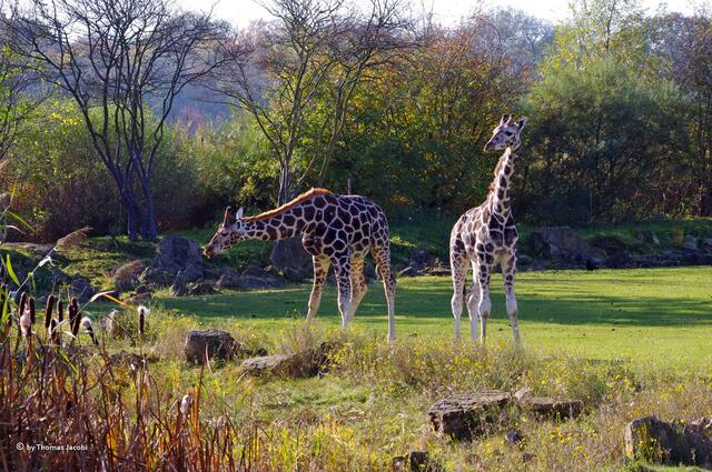 Aber groß sind die auch schon. :-)