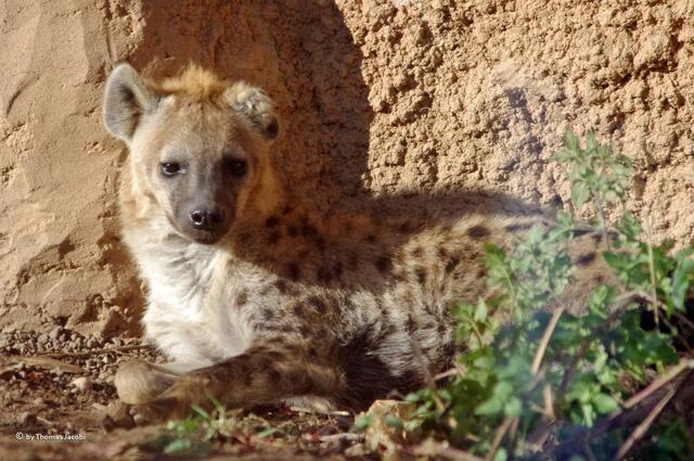 Ist die nicht knuffig?