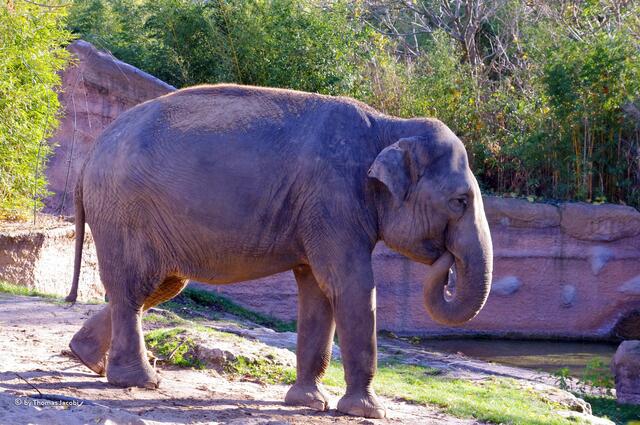 Ihre Größe ist beeindruckend.
