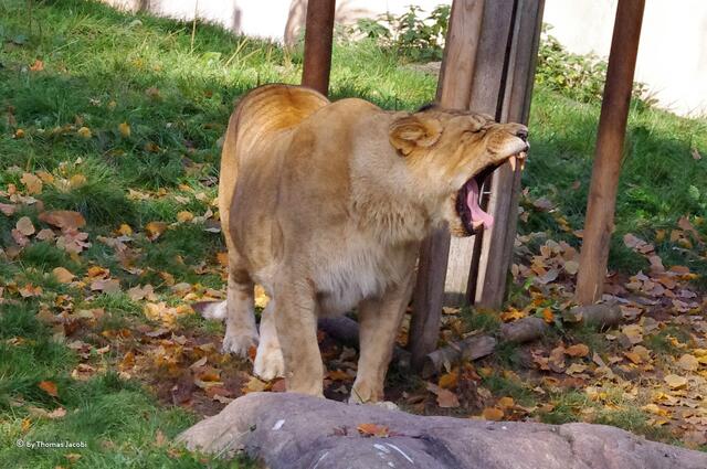 Uuuuaaaahhhh, bin ich noch müde.