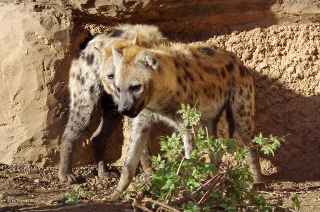 Und verspielt sind die auch.