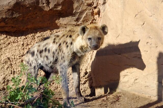 Aber in diesem Fall sind sie ganz lieb zum Fotografen. :-)