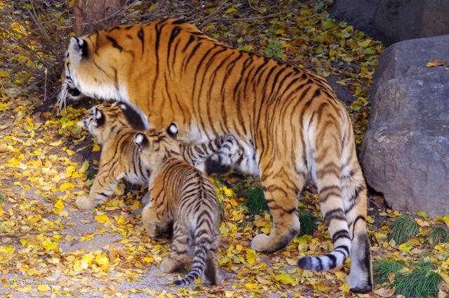 He Mami, wo geht's denn hin?