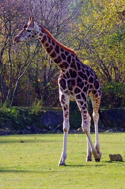 Die ist allerdings viel größer, wohl die Mama.