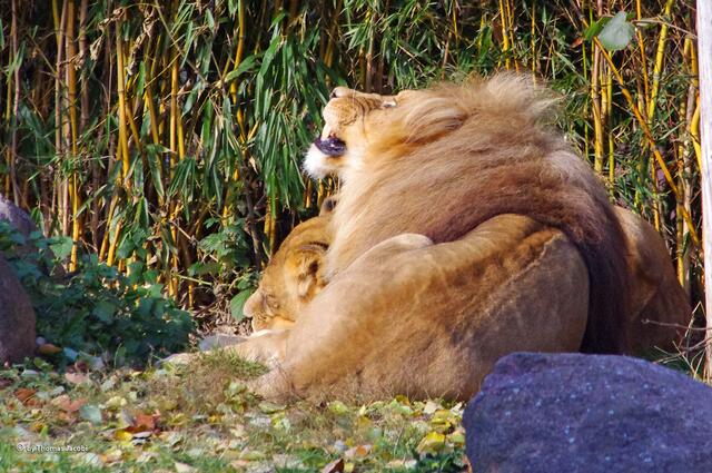 Auf dem Frauchen liegt es sich so gut. :-)