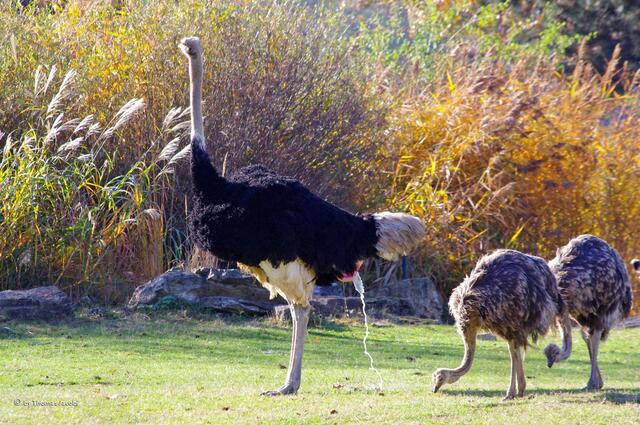 Naja, nicht immer. :-)))