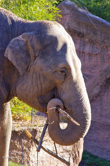 Immerhin über 30 Jahre sind einige Elefanten hier alt.