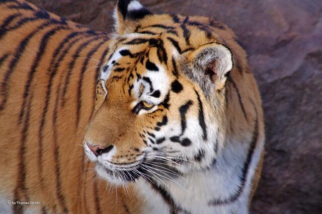 Dich hab ich im Blick.