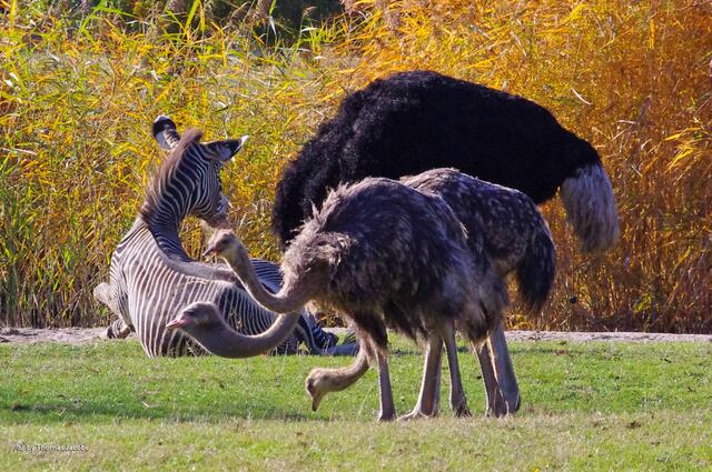 Zebra und Familie Strauß :-)