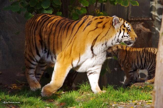 Ich will mal allein sein.