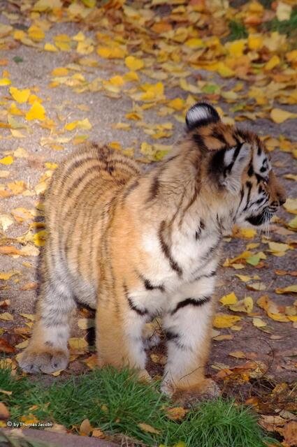 Komisches Zeugs, was hier so rum liegt.
