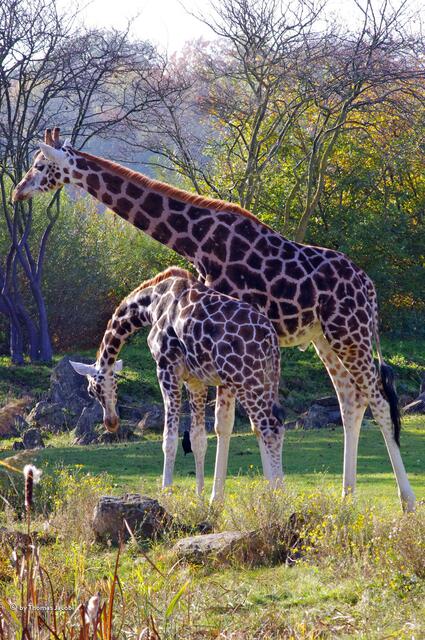 Hier sieht man den Größenunterschied.