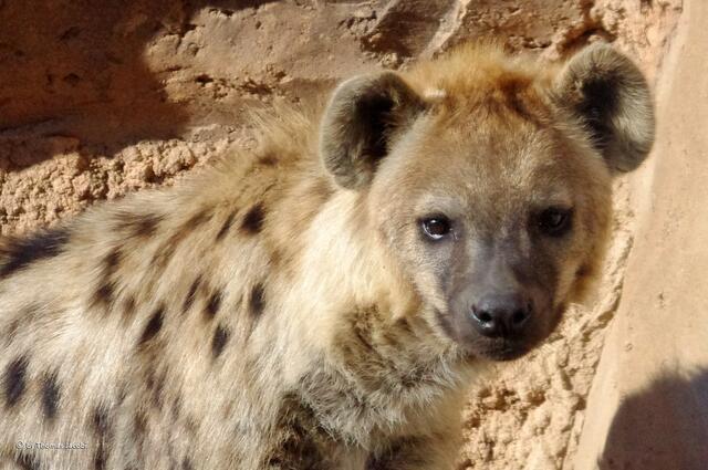 So putzig Tüpfelhyänen auch aussehen, es sind gnadenlose Raubtiere.