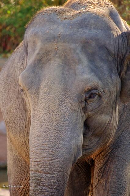 Was diese Elefantenkuh wohl alles denkt?